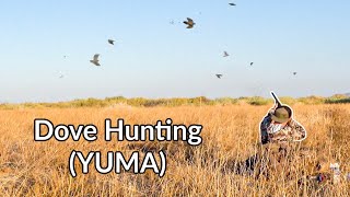 INSANE Dove Hunting! 10 Man Limit in 1 Hour! (Yuma)