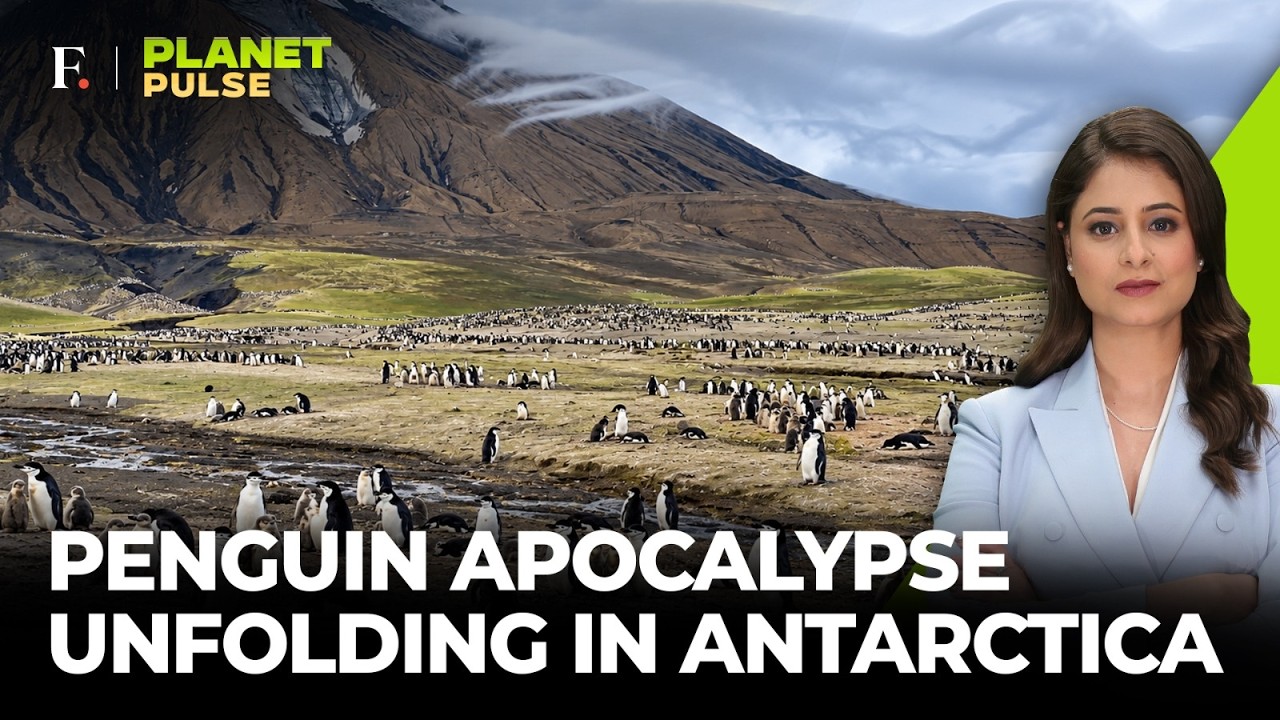 'Empty Nests Everywhere': Climate Change Sends Antarctic Penguins Into Freefall | Planet Pulse