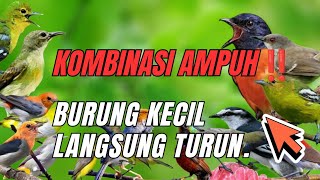 Download lagu Suara Pikat Burcil Ribut Kejepit II Kombinasi Sirtu Panik Paling Ampuh❗ mp3 Download lagu Suara Pikat Burcil Ribut Kejepit II Kombinasi Sirtu Panik Paling Ampuh❗ mp3