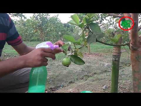 মাছি পোকা দমনে করণীয়/ Fruit fly management