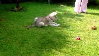 Blaze Khan Northern Inuit playing in the garden