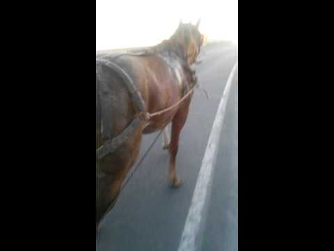 Armasarul lui Marica de la Dragos-Voda 1