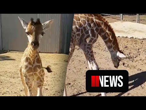 Baby Giraffe Has Their Mind Blown After Seeing Their Shadow