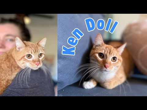 Ken Doll, an adoptable Domestic Short Hair Mix in Marysville, WA_image-1