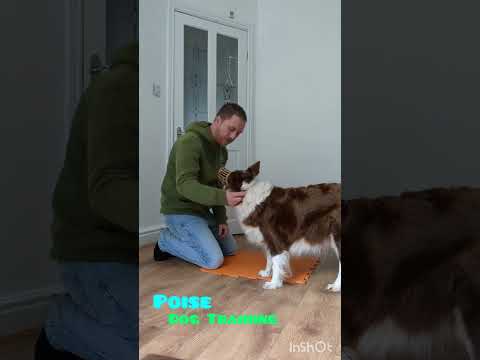 Part 2. Training your dog to wear a muzzle. No gimmicks, no short cuts.