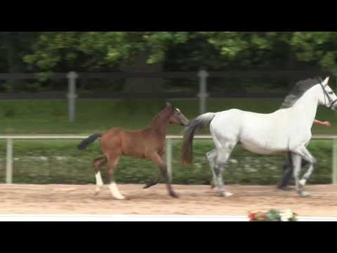 HF v. Quasimodo van de Molendreef - Cornet Obolensky