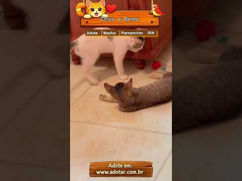 Vídeo de Chico e Bento 