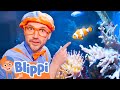 Aquarium Adventure Let S Learn About Fish BEST OF BLIPPI TOYS Educational Videos For Kids
