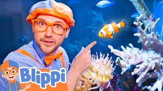 Download lagu Aquarium Adventure - Let's Learn About Fish! | BEST OF BLIPPI TOYS | Educational Videos for Kids mp3