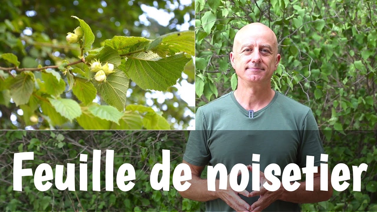 La feuille de noisetier pour la mauvaise circulation