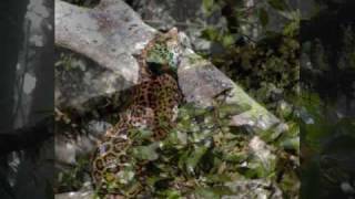 Jaguares.  La Vida No Es Igual.