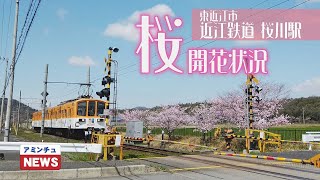 【アミンチュニュース】 桜開花状況 東近江市　近江鉄道桜川駅