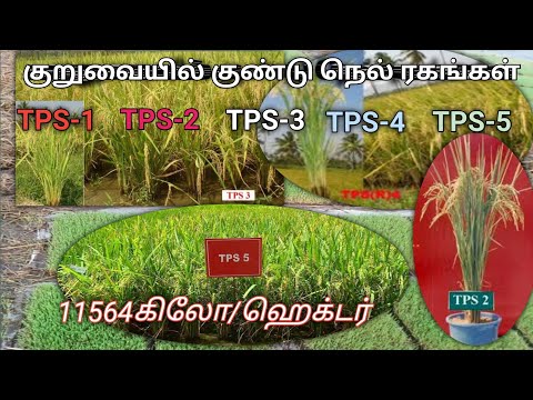 குண்டு நெல் ரகங்கள் | TPS PADDY VARIETIES @vivasayapokkisham