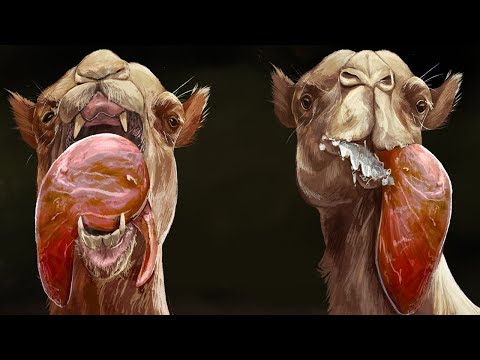 Alles was du über Kamele weißt ist falsch!