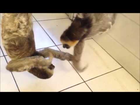 Fighting Sloths