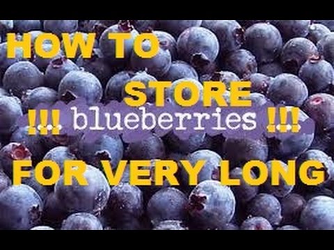 download lagu mp3 mp4 How Long Do Blueberries Last In The Fridge, download lagu How Long Do Blueberries Last In The Fridge gratis, unduh video klip How Long Do Blueberries Last In The Fridge