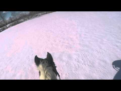 Bella cantering in snow 11 22 15