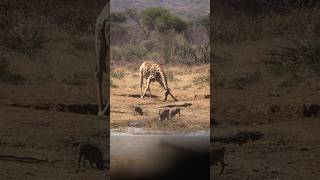 Namibia,für mich ein Traumland und eine Reise jedes Jahr wert ☀️ #jagd #wildlife #namibia #rws #kudu