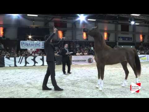 N.36 AJ MANDAR - Wels 2016 - Colts 2 years old (Class 4)