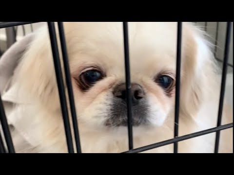 Just had the GROSSEST day Taylor the Pekingese