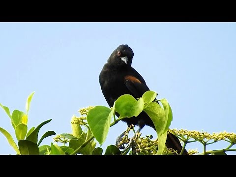 Trupiál tmavý (Icterus pyrrhopterus) — starostlivosť, voliéra a kŕmenie