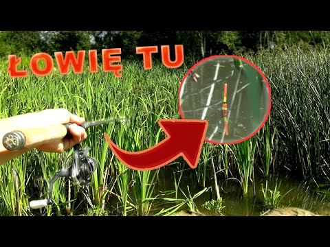 ŁOWIĘ W TRZCINACH, ILE TU RYB!