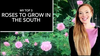 The Most Disease Resistant Roses For Southern Gardens