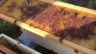 The New Beekeeper Guy- Episode 7- The Bees Arrive!