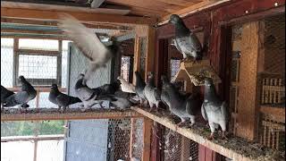 Tipplers Pigeons Shannon Bwoden Mahutian Werf Gordon Hugh’s 2022