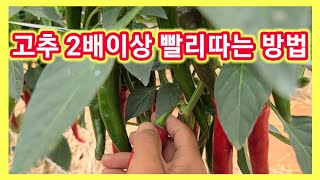 고추 2배이상 빨리따는 방법과 추비,웃거름 주는방법 고추농사 잘짓는방법.귀농귀촌 주말농장 텃밭