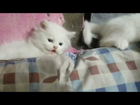 Persian Cats 💕😾😾🥰 | Subscribe My YouTube Channel ♥️