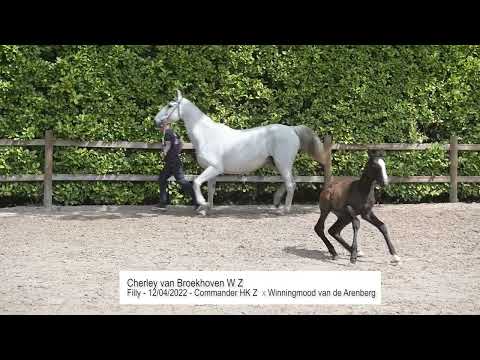Cherley van Broekhoven W Z