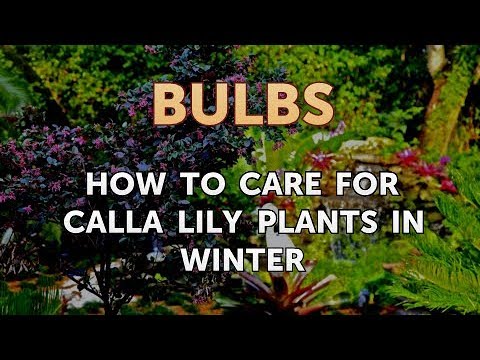 How to Care for a Gladiolus After It Blooms