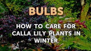 How to Care for Calla Lily Plants in Winter