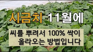 시금치 11월에 씨를 뿌려서 100% 싹이 올라오는 방법입니다 #시금치 가꾸기 #겨울시금치 잘 가꾸는 방법 …