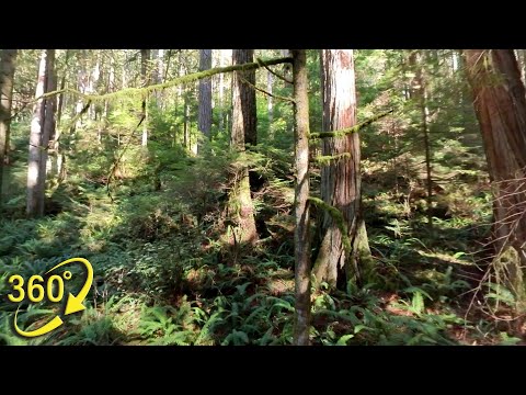 360° VR Old-Growth Forest