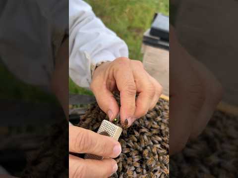 Marking A Queen Bee! 👑🐝 #shorts