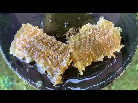 How to Sign Beehive in NZSL
