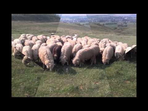 mielutele lui alin sopterean iclandu mare