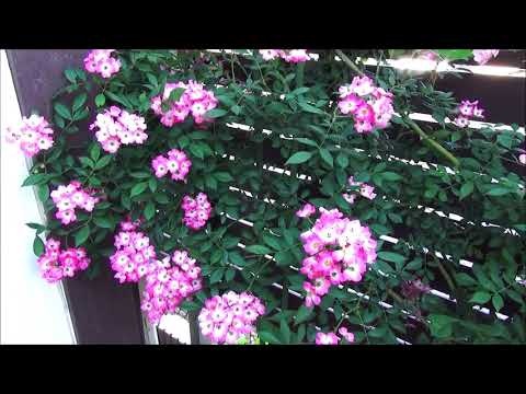 低木バラ「モーツァルト」 植物