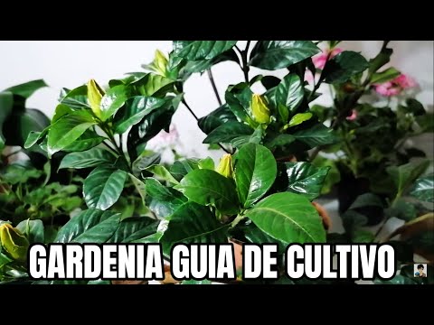 , title : 'gardenias cuidados chuyito jardinero'