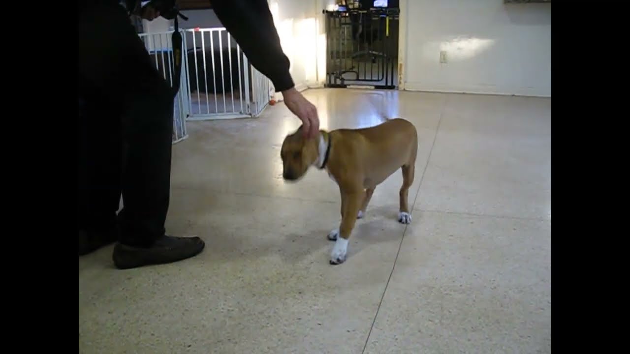 Enlarge Huey, a ADOPTABLE mixed breed in White Plains, NY video 5/5