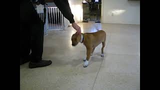 Video preview image #1 Mutt Puppy For Sale in Enfield, CT, USA