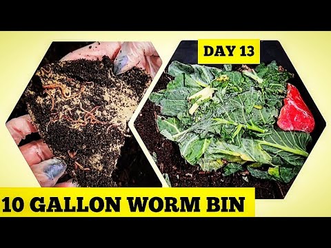 NEW 10 Gallon Red Wiggler Worm Bin First Feeding And Update | 2 Weeks After Setup | Vermicomposting
