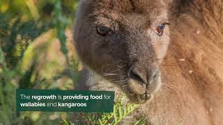 Kangaroo Island Bush Fire Regeneration