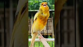 Download lagu kenari isian ciblek mewah #kenari #kenarigacor #kenarigacorpanjang #masteranburung #kicaumania mp3 Download lagu kenari isian ciblek mewah #kenari #kenarigacor #kenarigacorpanjang #masteranburung #kicaumania mp3