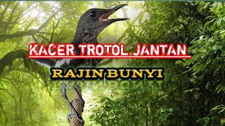 Download lagu PANCINGAN KACER TROTOL AGAR MAU BUNYI mp3