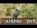 Marabou Stork Leptoptilos Crumenifer Bird Call Video Punda Maria Rest Camp Waterhole Kruger