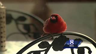 Wild Moments: Why are birds attacking windows and mirrors?