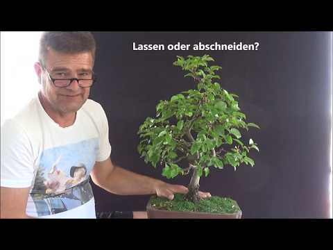 Bonsai 2020-21 - Buche - Fagus - klassisch, literarisch, geschwungen - Ein total verrücktes Trio!
